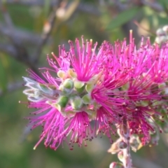 Callistemon pungens by PJH123