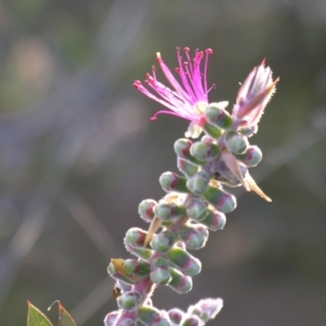 Callistemon pungens at Bolivia, NSW - suppressed