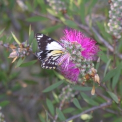 Callistemon pungens at Bolivia, NSW - suppressed