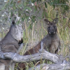 Osphranter robustus robustus (Eastern Wallaroo) at Bolivia, NSW - 27 Oct 2007 by PJH123