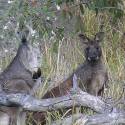 Osphranter robustus (Wallaroo) at Bolivia, NSW - 27 Oct 2007 by PJH123