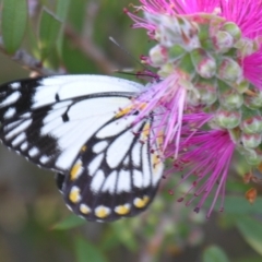 Belenois java (Caper White) at Bolivia, NSW - 27 Oct 2007 by PJH123