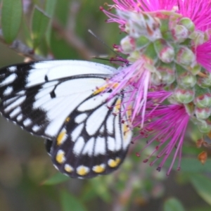 Belenois java at Bolivia, NSW - suppressed