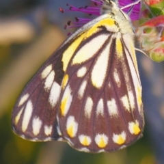 Belenois java (Caper White) at Bolivia, NSW - 27 Oct 2007 by PJH123