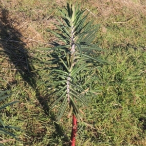 Euphorbia lathyris at Pine Island to Point Hut - 7 Aug 2023 04:49 PM