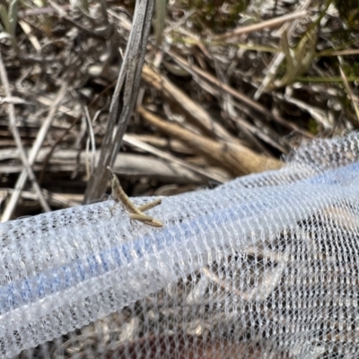 Keyacris scurra (Key's Matchstick Grasshopper) at Bungonia, NSW - 14 Nov 2023 by LodgeEnviro