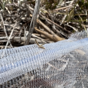 Keyacris scurra at Bungonia, NSW - 14 Nov 2023 11:48 AM