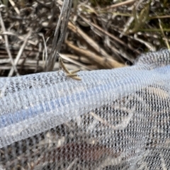 Keyacris scurra at Bungonia, NSW - 14 Nov 2023