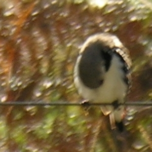 Stagonopleura guttata at Bolivia, NSW - suppressed