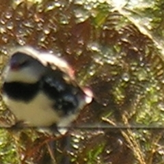 Stagonopleura guttata at Bolivia, NSW - suppressed