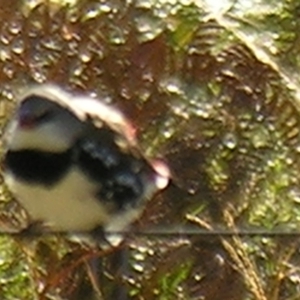 Stagonopleura guttata at Bolivia, NSW - suppressed