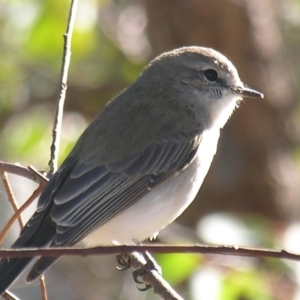 Microeca fascinans at Bolivia, NSW - 7 Apr 2007