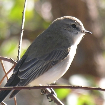 Microeca fascinans (Jacky Winter) at Bolivia, NSW - 6 Apr 2007 by PJH123