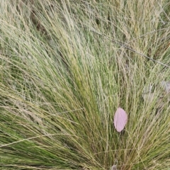 Nassella trichotoma at Mount Ainslie to Black Mountain - 14 Nov 2023 12:16 PM