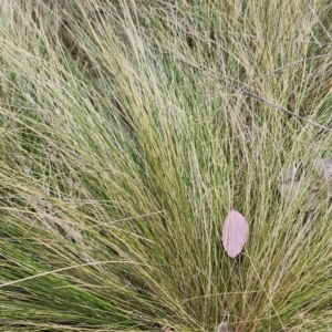 Nassella trichotoma at Mount Ainslie to Black Mountain - 14 Nov 2023