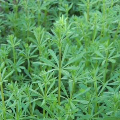 Galium aparine (Goosegrass, Cleavers) at Pine Island to Point Hut - 7 Aug 2023 by MichaelBedingfield