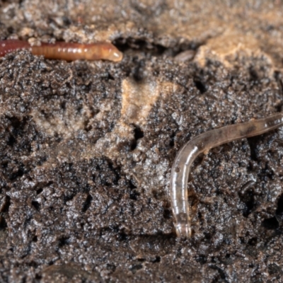 Oligochaeta (class) (Unidentified earthworm) at Canberra Central, ACT - 26 Jun 2023 by Cristy1676