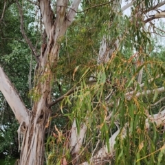 Eucalyptus viminalis subsp. viminalis at Lake Burley Griffin West - 14 Nov 2023