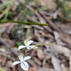 Caladenia moschata at Namadgi National Park - suppressed