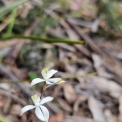 Caladenia moschata (Musky Caps) at Cotter River, ACT - 13 Nov 2023 by BethanyDunne