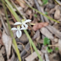 Caladenia moschata at Namadgi National Park - suppressed