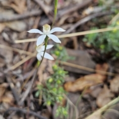 Caladenia moschata at Namadgi National Park - suppressed