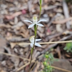 Caladenia moschata at Namadgi National Park - suppressed