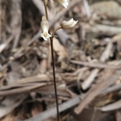 Gastrodia sesamoides (Cinnamon Bells) at Cotter River, ACT - 13 Nov 2023 by BethanyDunne