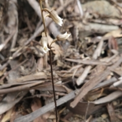 Gastrodia sesamoides at Namadgi National Park - 14 Nov 2023