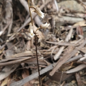 Gastrodia sesamoides at Namadgi National Park - suppressed