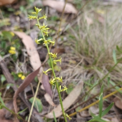 Stackhousia viminea (Slender Stackhousia) at Cotter River, ACT - 13 Nov 2023 by BethanyDunne