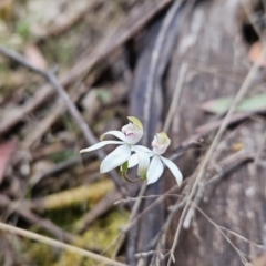Caladenia moschata (Musky Caps) at Cotter River, ACT - 13 Nov 2023 by BethanyDunne