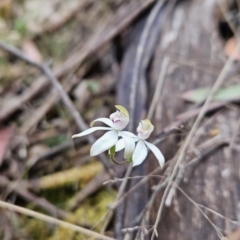 Caladenia moschata (Musky Caps) at Namadgi National Park - 14 Nov 2023 by BethanyDunne