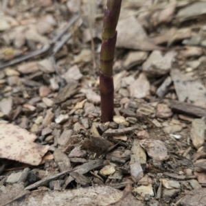 Dipodium sp. at Namadgi National Park - suppressed