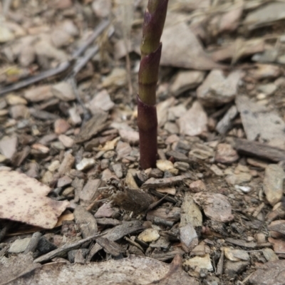 Dipodium sp. (A Hyacinth Orchid) at Cotter River, ACT - 13 Nov 2023 by BethanyDunne