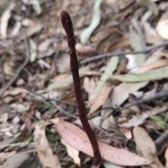 Dipodium sp. (A Hyacinth Orchid) at Namadgi National Park - 13 Nov 2023 by BethanyDunne