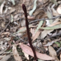 Dipodium sp. (A Hyacinth Orchid) at Namadgi National Park - 14 Nov 2023 by BethanyDunne