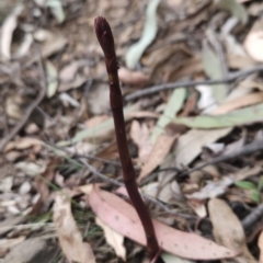 Dipodium sp. (A Hyacinth Orchid) at Cotter River, ACT - 13 Nov 2023 by BethanyDunne