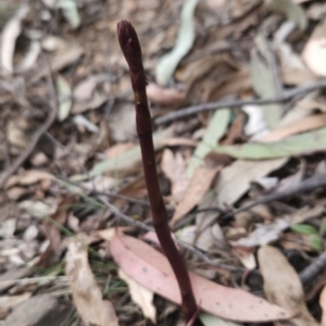 Dipodium sp. at Namadgi National Park - suppressed