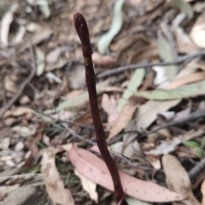 Dipodium sp. (A Hyacinth Orchid) at Namadgi National Park - 14 Nov 2023 by BethanyDunne