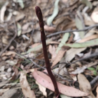 Dipodium sp. (A Hyacinth Orchid) at Cotter River, ACT - 13 Nov 2023 by BethanyDunne