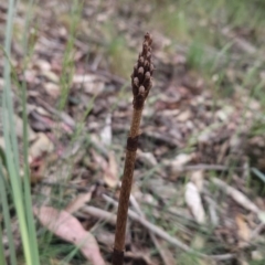 Gastrodia procera (Tall Potato Orchid) at Cotter River, ACT - 13 Nov 2023 by BethanyDunne