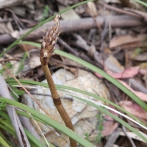 Gastrodia procera at Namadgi National Park - 14 Nov 2023