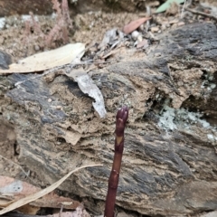 Dipodium sp. (A Hyacinth Orchid) at Cotter River, ACT - 13 Nov 2023 by BethanyDunne