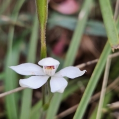 Caladenia alpina (Mountain Caps) at Cotter River, ACT - 13 Nov 2023 by BethanyDunne