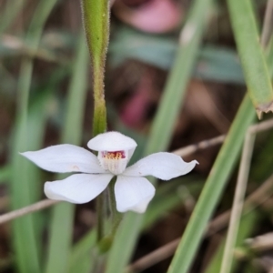 Caladenia alpina at Namadgi National Park - 14 Nov 2023