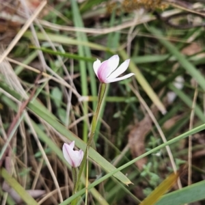 Caladenia alpina at Namadgi National Park - 14 Nov 2023