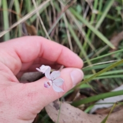 Caladenia alpina at Namadgi National Park - 14 Nov 2023