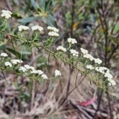 Ozothamnus thyrsoideus (Sticky Everlasting) at Namadgi National Park - 14 Nov 2023 by BethanyDunne