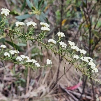 Ozothamnus thyrsoideus (Sticky Everlasting) at Namadgi National Park - 14 Nov 2023 by BethanyDunne